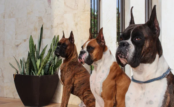 Boxer Dogs — Stock Photo, Image