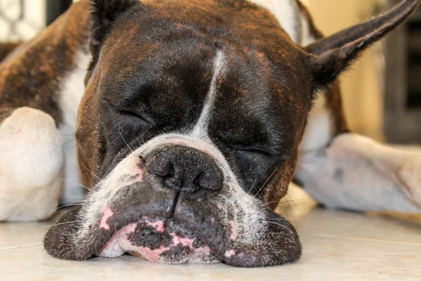 Funny sleeping dog — Stock Photo, Image