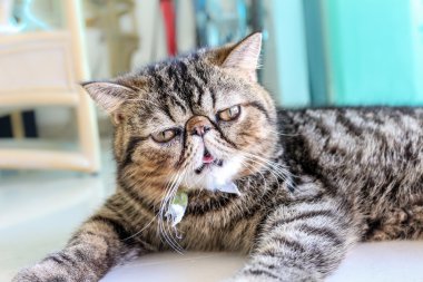 tekir kedi