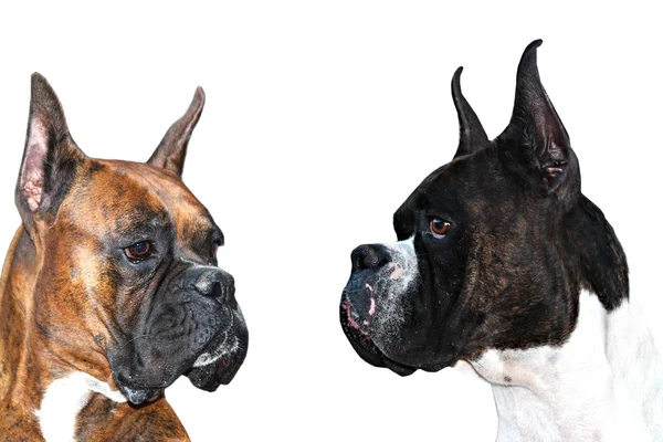 Boxer Dogs — Stock Photo, Image