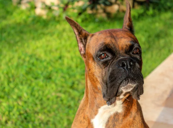Purebred Boxer Dog — Stock Photo, Image