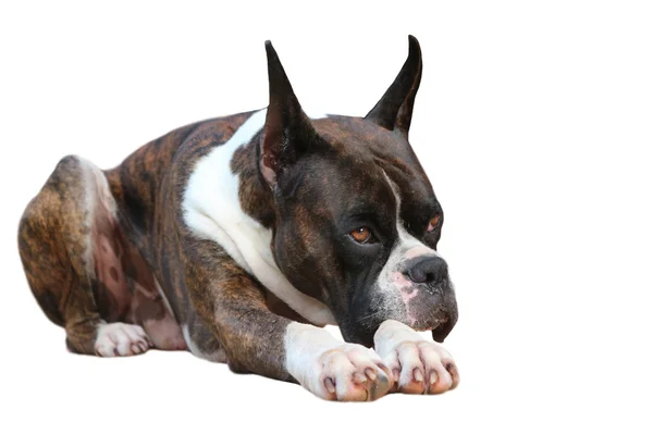 Boxer Dog — Stock Photo, Image