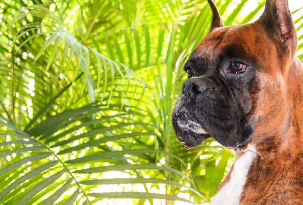 Boxer Köpek rahatlatıcı — Stok fotoğraf