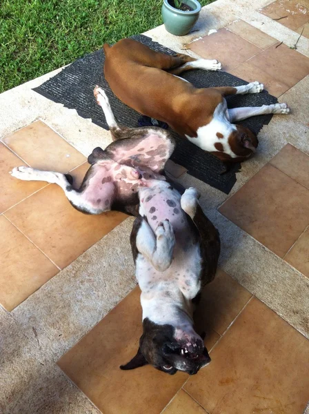 Boxer dogs relaxing — Stock Photo, Image