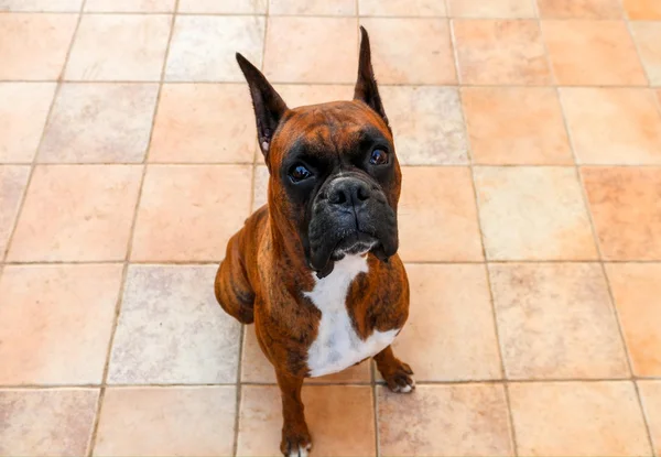 Puppy — Stock Photo, Image