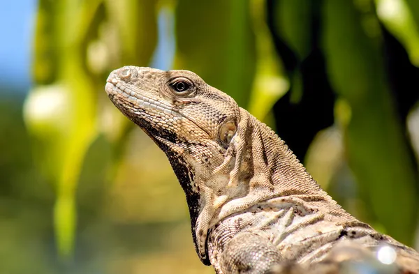 Iguana Stockbild