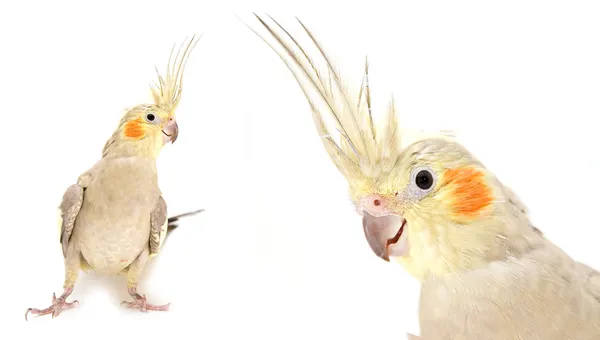 Cockatiel — Stock fotografie