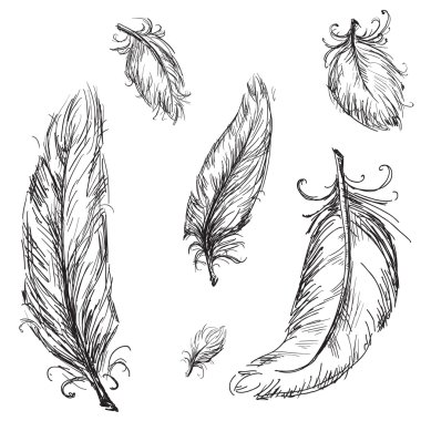 Vector feathers clipart