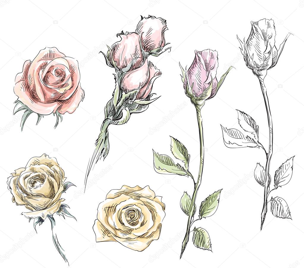 Set of hand drawn roses. Vector flowers illustration.