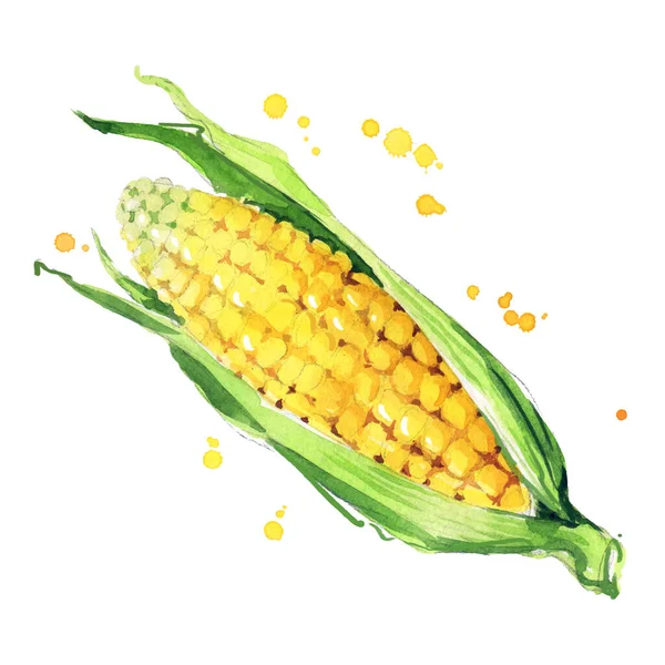 Sweet Ear Corn Watercolr Illustration — Vetor de Stock
