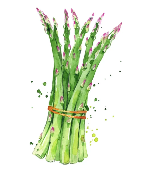 Asparagus Watercolor Illustration Hand Painted — Stock Vector