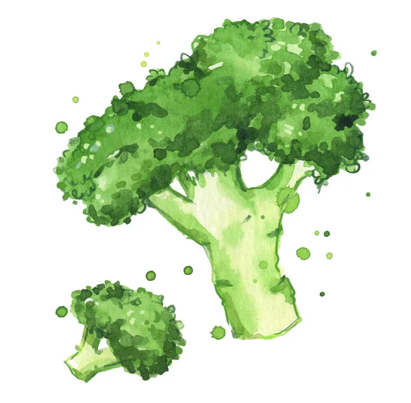 Fresco Broccoli Acquerello Illustrazione Dipinta Mano — Vettoriale Stock