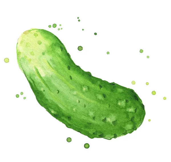 Fresh Cucumber Watercolor Illustration Hand Painte — Stock Vector