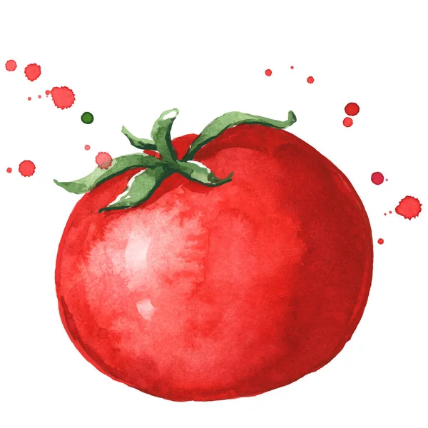 Świeże Dojrzałe Czerwone Pomidory Akwarela Ilustracja — Wektor stockowy