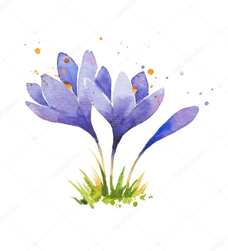 First spring flowers, watercolor crocuses isolated on white