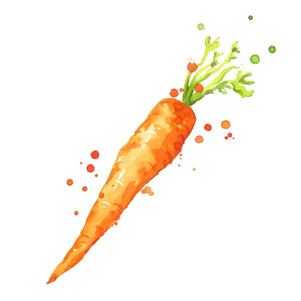 Dulce Zanahoria Fresca Acuarela Ilustración — Vector de stock