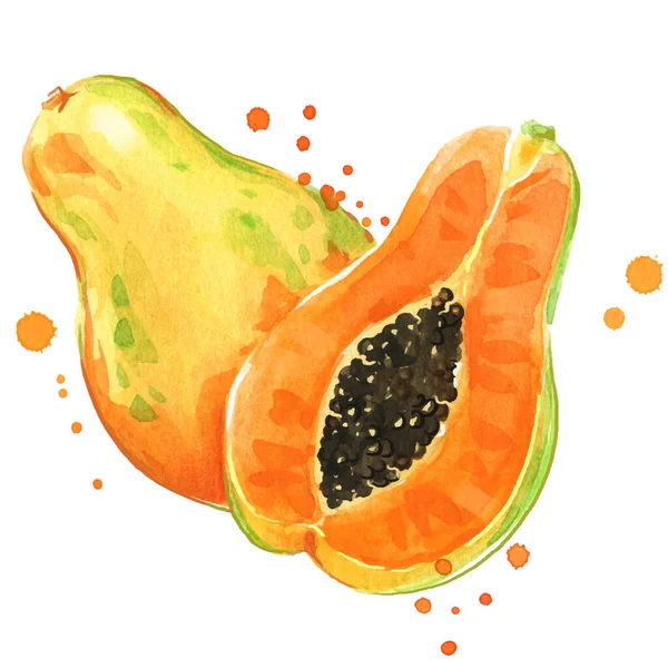 Süße Saftige Aquarell Papaya Hand Bemalt — Stockvektor