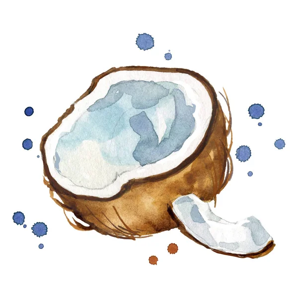 Frische Offene Kokosnuss Aquarellmalerei — Stockvektor