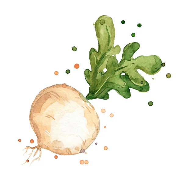 Fresh Turnip Watercolor Painting — Stock Vector