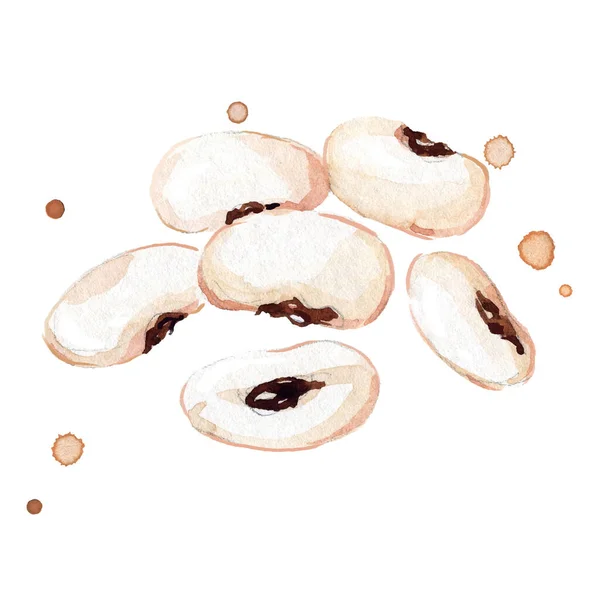 Fresh White Beans Watercolor Painting — Stock Vector