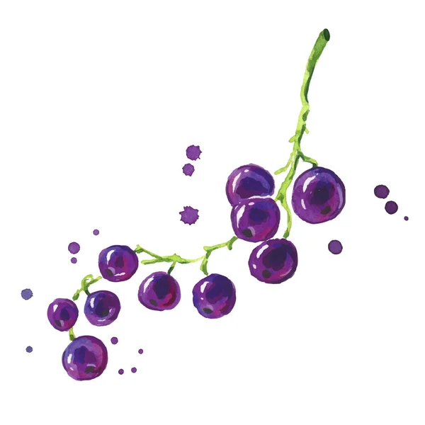 Fresh Black Currant Watercolor Painting Hand Painted — Vettoriale Stock