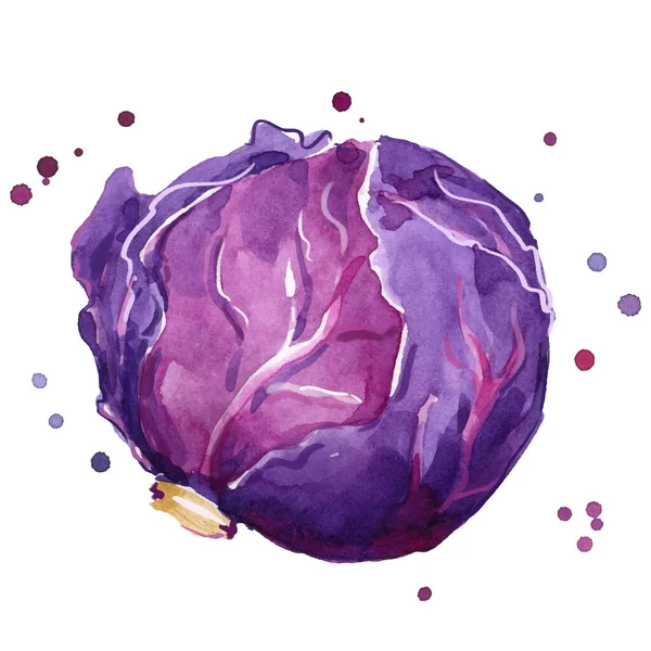 Fresh Red Cabbage Watercolor Painting Hand Painted — стоковый вектор