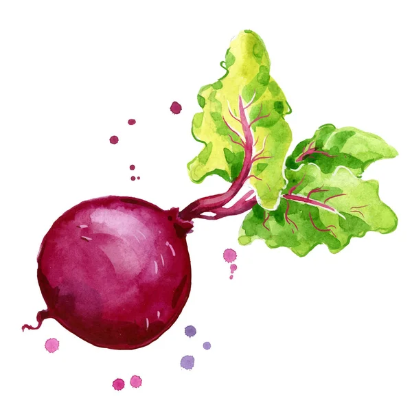 Fresh Beetroot Watercolor Painting Hand Painted — Vetor de Stock