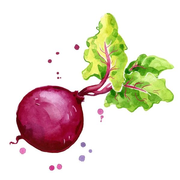 Fresh Beetroot Watercolor Painting Hand Painted — ストックベクタ