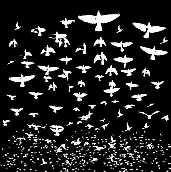 Schwarzer Hintergrund Vögel Leben Vektor Kunst — Stockvektor
