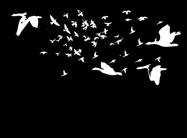 Negro fondo aves vida vector arte — Vector de stock