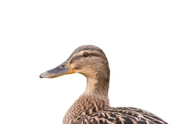 Beyaz arka plan üzerinde izole erkek yaban ördeği