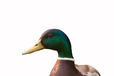beyaz zemin üzerine - anas platyrhynchos izole erkek yaban ördeği