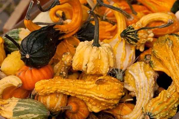Thanksgiving pumpkins on straw at daylight — Stock Photo, Image