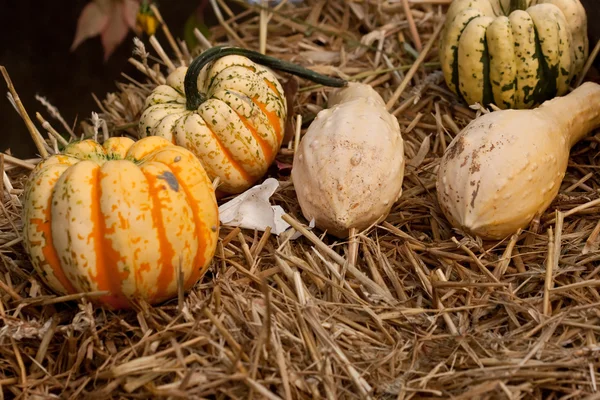 Erntedank-Kürbisse auf Stroh bei Tageslicht — Stockfoto