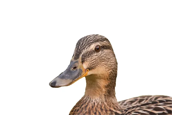 Canard colvert mâle isolé sur fond blanc — Photo