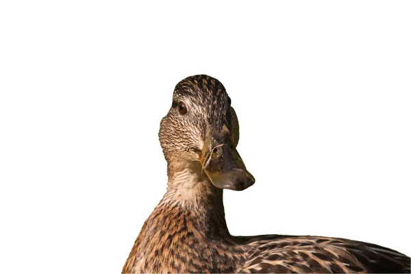 Mannelijke mallard geïsoleerd op witte achtergrond — Stockfoto