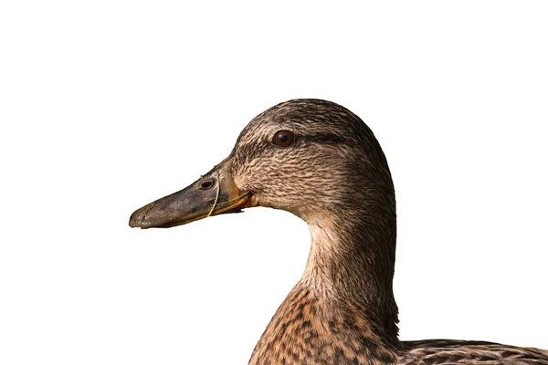 Muž kachna izolovaných na bílém pozadí — Stock fotografie