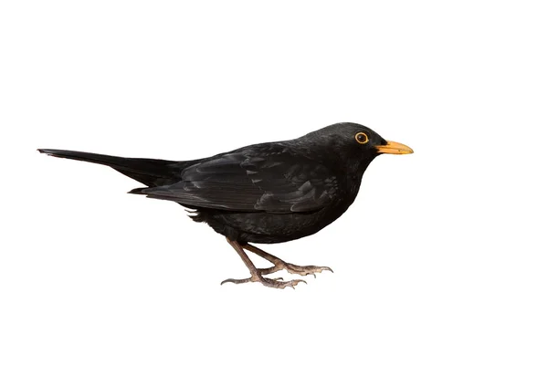 Turdus merula - beyaz arka plan üzerinde izole Avrasya karatavuk