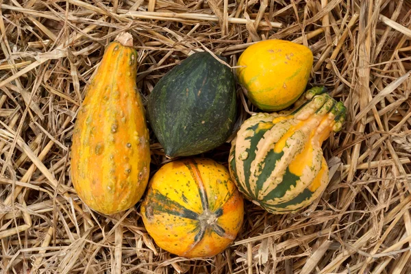 Erntedank-Kürbisse auf Stroh bei Tageslicht — Stockfoto