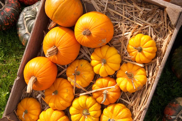 Thanksgiving pumpkins on straw at daylight — Stock Photo, Image