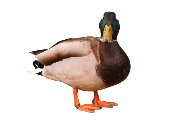 Male mallard isolated on white background - anas platyrhynchos