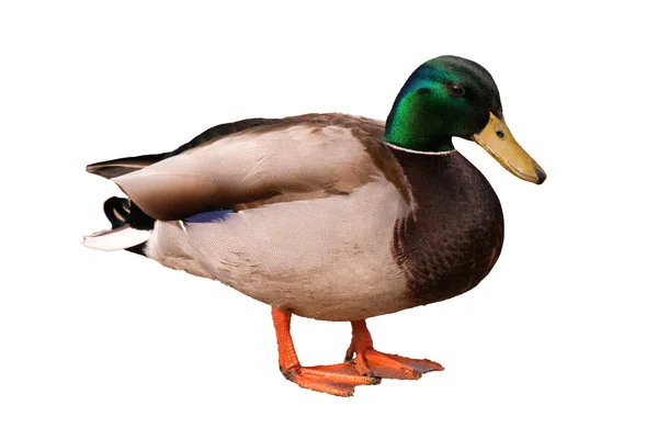 beyaz zemin üzerine - anas platyrhynchos izole erkek yaban ördeği