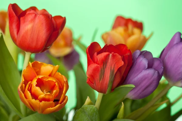 Fresh red, orange and violet tulips isolated on green background — Stock Photo, Image