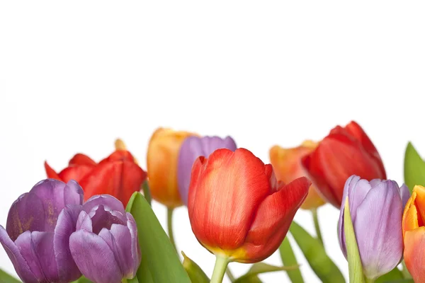 Tulipanes rojos, naranjas y violetas frescos aislados sobre fondo blanco — Foto de Stock