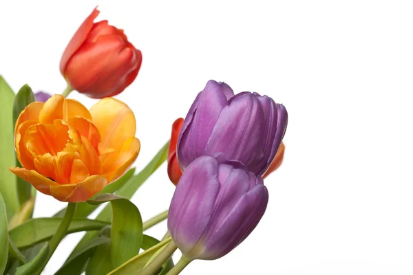 Tulipanes rojos, naranjas y violetas frescos aislados sobre fondo blanco —  Fotos de Stock