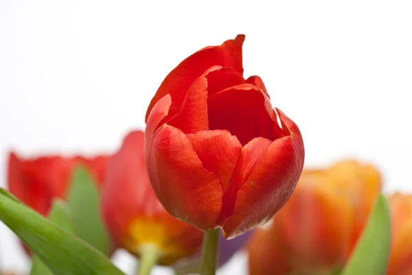 Frische rote und orangefarbene Tulpen auf weißem Hintergrund — Stockfoto
