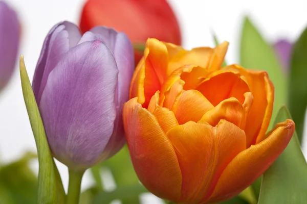 Свежий красный, оранжевый и фиолетовый тюльпаны изолированы на белом фоне — стоковое фото
