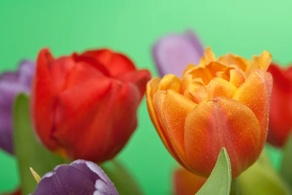 Ferske røde, oransje og fiolette tulipaner med vanndråper isolert på grønn rygg – stockfoto