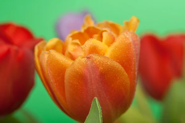 Frische rote, orangefarbene und violette Tulpen mit Wassertropfen auf grünem Rücken — Stockfoto