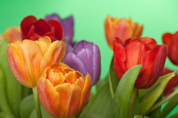 Frische rote, orangefarbene und violette Tulpen mit Wassertropfen isoliert auf grün — Stockfoto